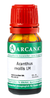 ACANTHUS mollis LM 18 Dilution