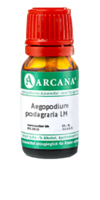 AEGOPODIUM podagraria LM 8 Dilution