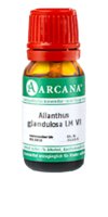 AILANTHUS GLANDULOSA LM 6 Dilution