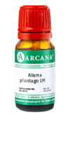 ALISMA plantago LM 23 Dilution