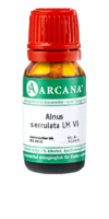 ALNUS SERRULATA LM 6 Dilution