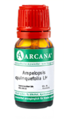 AMPELOPSIS quinquefolia LM 20 Dilution