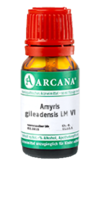 AMYRIS gileadensis LM 6 Dilution