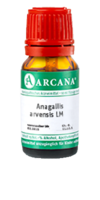 ANAGALLIS ARVENSIS LM 27 Dilution